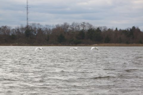 1990 Ford Bronco - Swans in flight over a body of water with trees and a tower in the background.