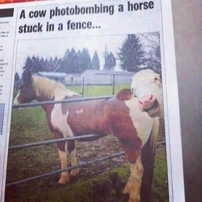 1988 Ford Bronco - A humorous newspaper clipping shows a cow photobombing a horse that is stuck in a fence.