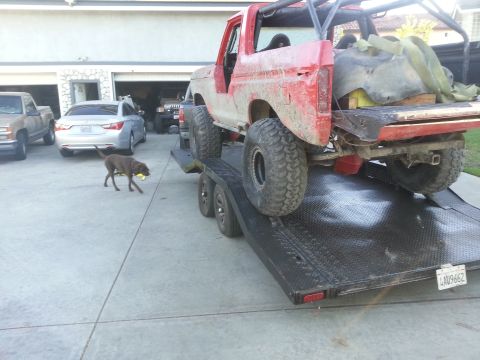 1978 Ford Bronco - Red 1978 Ford Bronco loaded onto a trailer, seen from the rear. A dog carries a ball nearby.