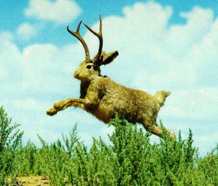 1976 Ford Bronco - A taxidermied jackalope leaps through the air above green foliage under a cloudy blue sky.
