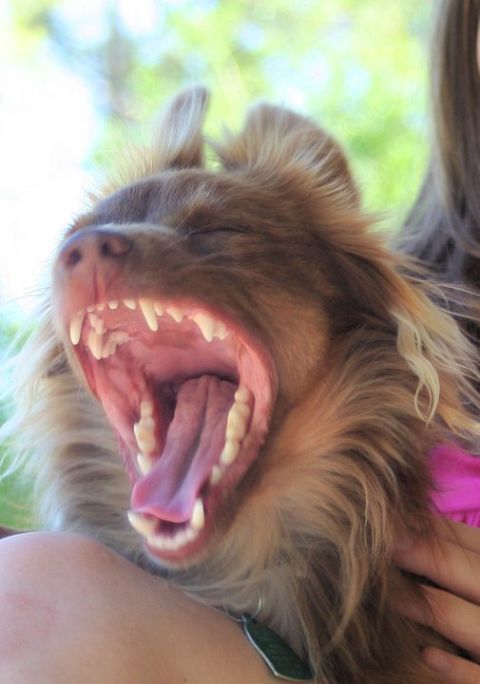 1976 Ford Ranchero - A dog's wide yawn reveals its teeth and tongue, with the Supermotors.net logo in the corner.