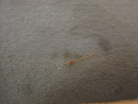 1993 Ford Bronco - The image shows a close-up of a gray carpet with some dirt and a piece of straw on it.
