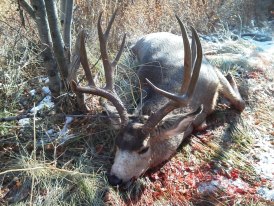 1979 Ford F-150 - A large mule deer buck lies on the ground, its impressive antlers visible against the snowy terrain.