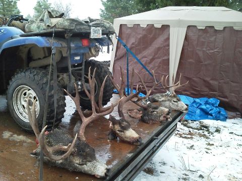 1979 Ford F-150 - An ATV is parked next to a trailer holding several deer carcasses, with a tent set up behind them.