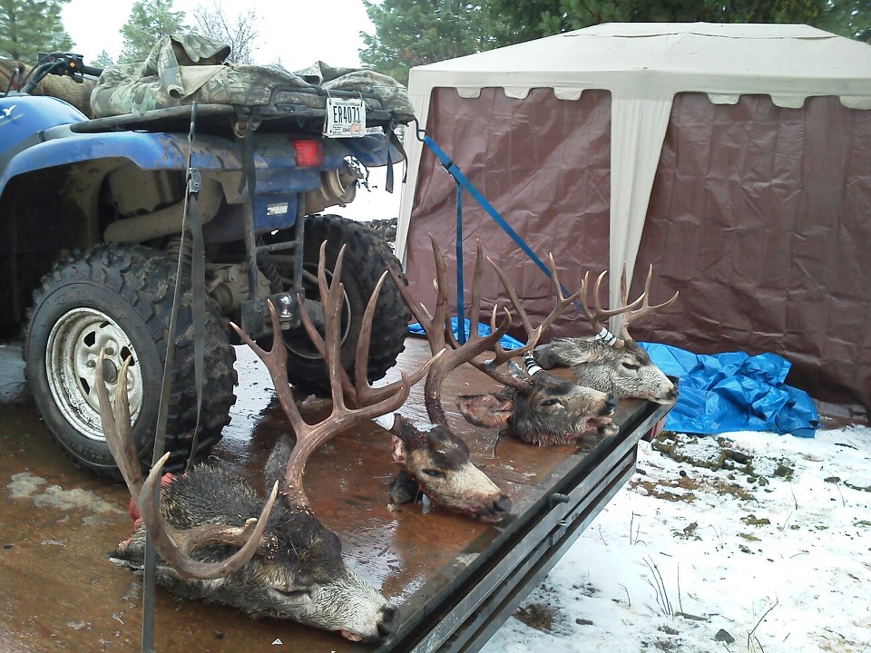Blue ATV rear with deer carcasses on a trailer, tent in background
