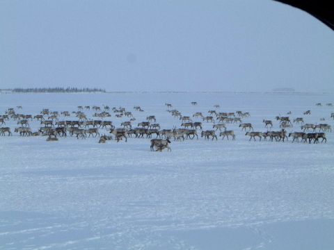 1979 Ford Bronco - A large herd of reindeer traverses a wide, snow-covered expanse, with a distant treeline on the horizon.