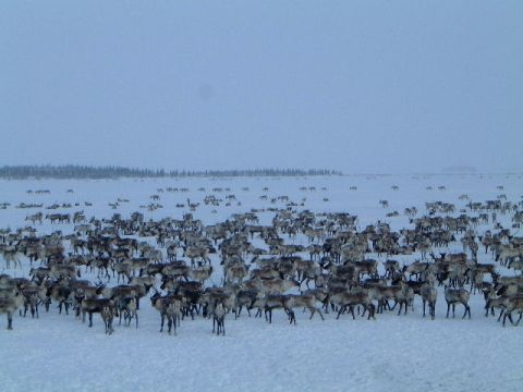 1979 Ford Bronco - A vast herd of reindeer stands in a snow-covered field, with a treeline in the distance and a watermark at the bottom right.