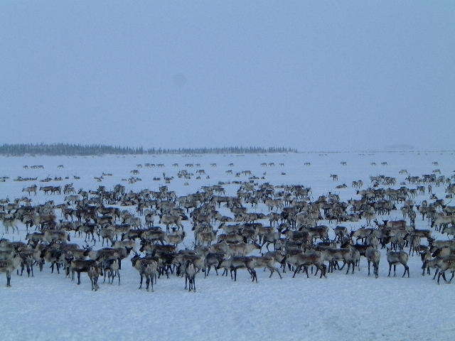 Herd of reindeer in a snowy landscape under a pale blue sky. A watermark reads SUPERMOTORS
