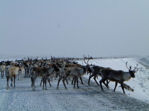 1979 Ford Bronco - A large herd of reindeer traverses a snow-covered landscape under a pale sky, with a watermark visible at the bottom right.