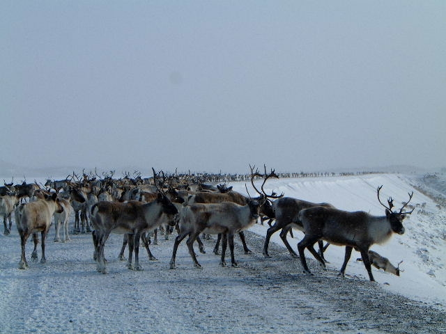 Herd of reindeer in a snowy landscape with "SUPERMOTORS" watermark