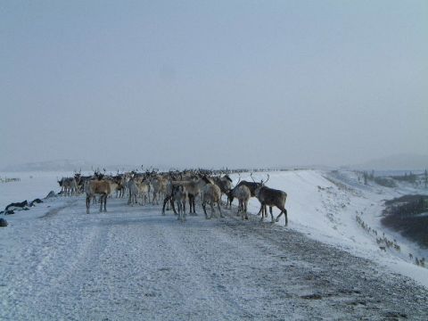 1979 Ford Bronco - A large herd of reindeer stands on a snowy road, with more animals visible in the distance.