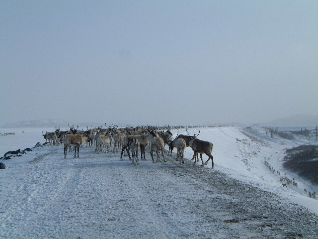 Herd of reindeer on a snow-covered road with a vast, overcast sky