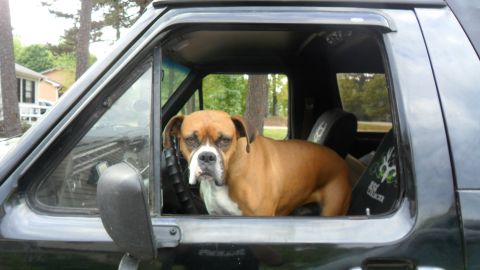 1986 Ford Bronco - A dog appears to be driving a vehicle, looking out the window.