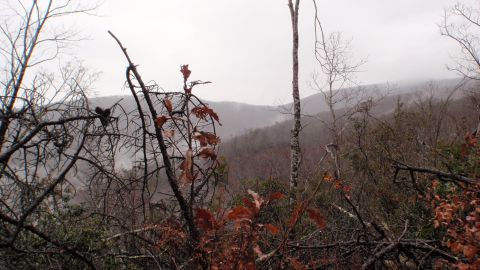 1986 Ford Bronco - Mountain landscape with bare trees and foliage in the foreground under an overcast sky.