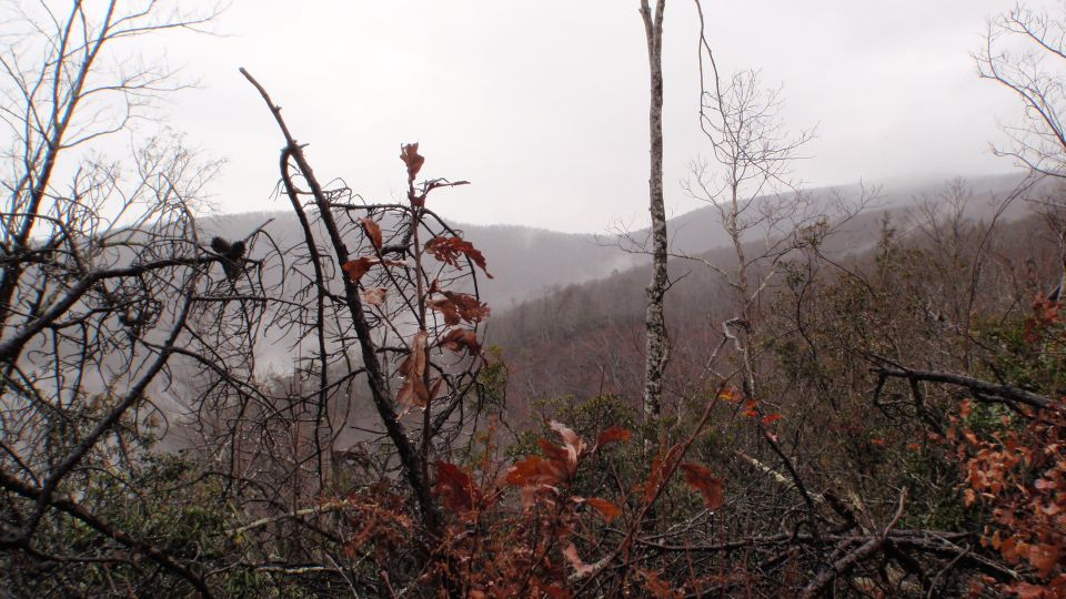 Overcast sky over misty mountains and bare trees in foreground