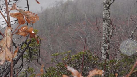 1986 Ford Bronco - A misty forest scene with wet leaves in the foreground and bare trees on the hillside.