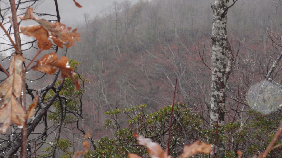 misty forest scene with bare trees and some wet leaves in the foreground
