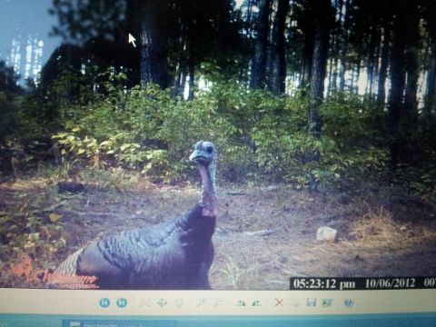 1986 Ford Bronco - A wild turkey is captured by a trail camera in a wooded area on October 6, 2012.