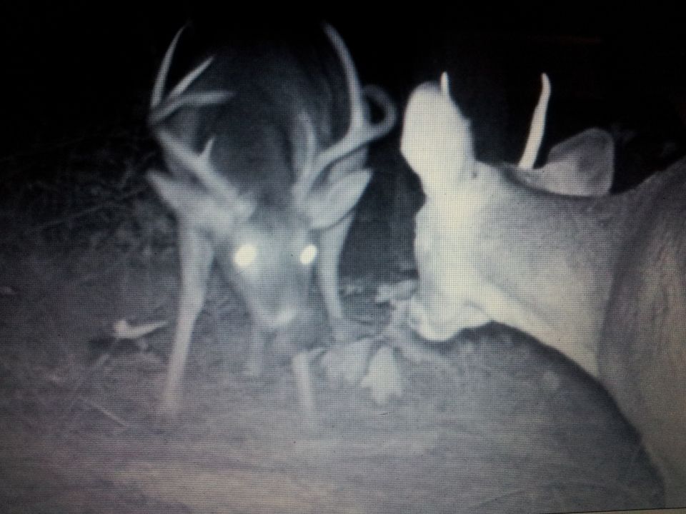 Two deer with antlers visible, photographed at night