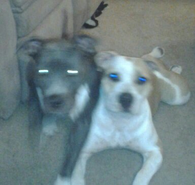 1996 Ford Bronco - Two dogs are lying down indoors. The one on the right has bright blue eyes.