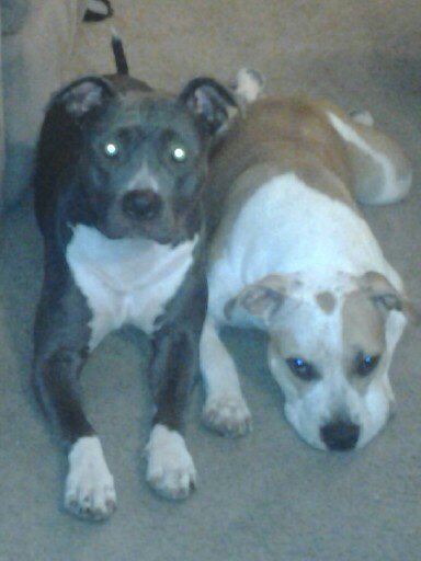 1996 Ford Bronco - Two dogs are resting on a carpeted floor. The dark dog has bright eyes, and the tan dog has a heart-shaped marking on its head.