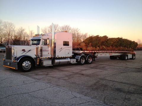 2003 Peterbilt 379 - A white Peterbilt semi-truck is loaded with a large quantity of trees on its flatbed trailer.