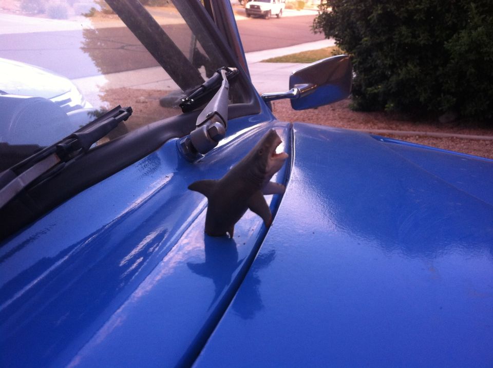 Toy shark hood ornament on a blue car's hood