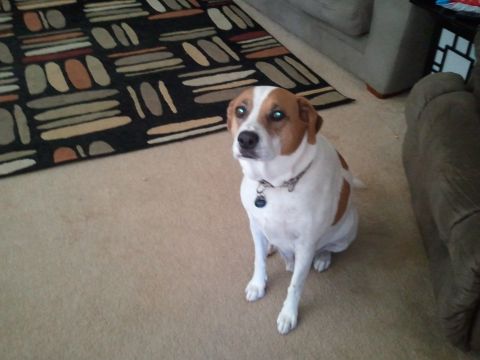 2007 Ford F-250 - A dog sits indoors on a carpeted floor near a patterned rug and a couch.