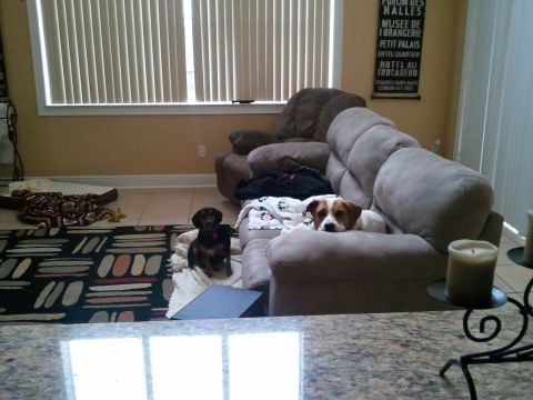 2007 Ford F-250 - A dachshund and a Jack Russell terrier rest comfortably on a large sectional sofa, with a decorative sign on the wall behind them.