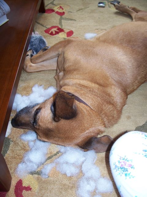 1971 Ford Ranchero - A dog rests on a rug, surrounded by stuffing from a destroyed toy.