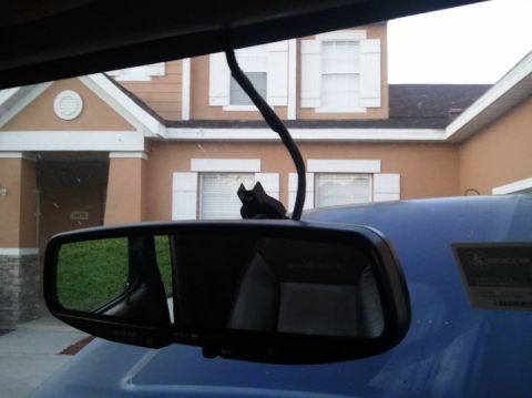 1994 Ford Bronco - A black cat figurine is perched on the wire above the rear view mirror of a blue vehicle.