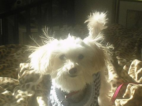 1990 Ford Bronco - A fluffy white dog with its ears perked up is looking at the camera while wearing a sweater.