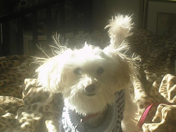 White dog with fluffy ears and tail, wearing a sweater, sits on a patterned blanket