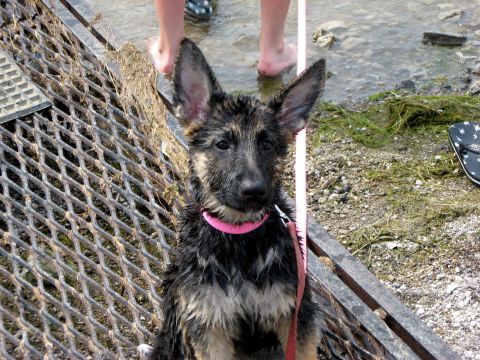 2005 Ford Crown Victoria - A wet German Shepherd puppy sits on a metal grate by the water's edge.