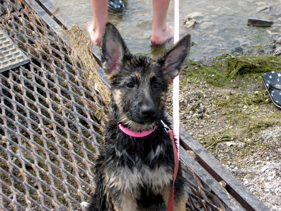 Wet German Shepherd puppy with a pink collar sits on a metal grate near water. Person's legs are visible in the background