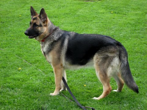 2005 Ford Crown Victoria - A German Shepherd dog stands attentively on a grassy field.