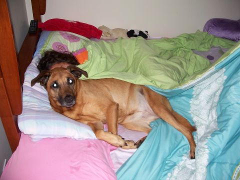1971 Ford Ranchero - A dog rests comfortably on a bed next to a person, partially covered by blankets.