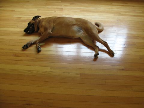 1971 Ford Ranchero - A tan dog is sprawled out on a polished wooden floor, appearing to be resting or sleeping.