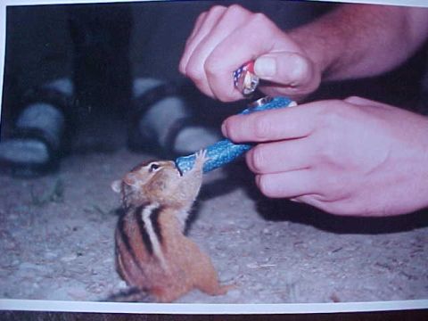 1988 Ford Bronco - A chipmunk is being offered something to eat by a person with a lighter.