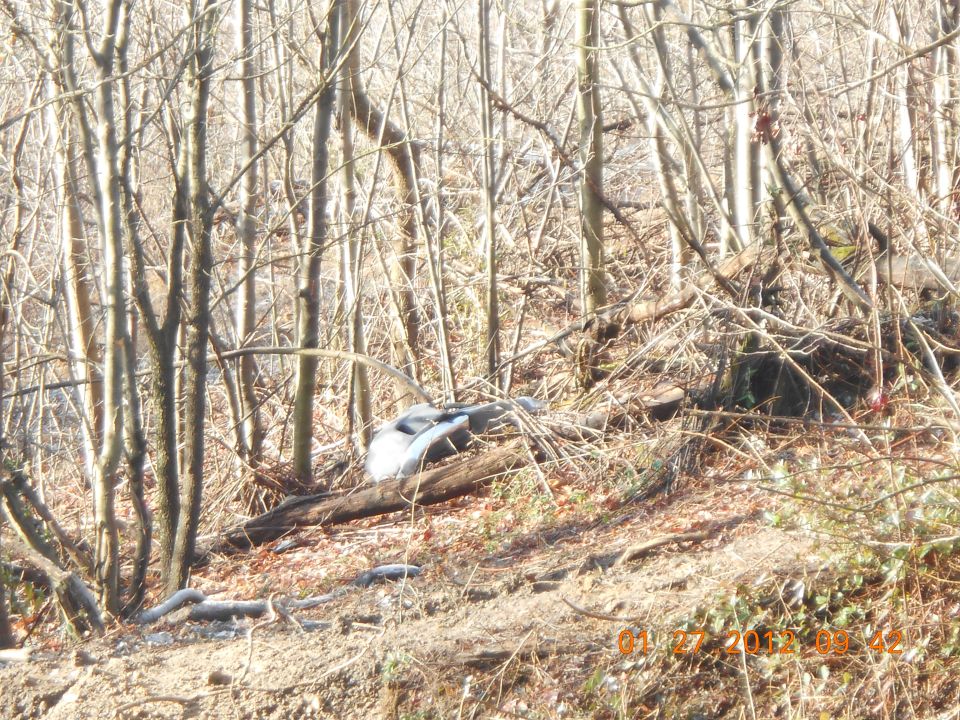 Partially visible vehicle body and tire in wooded area