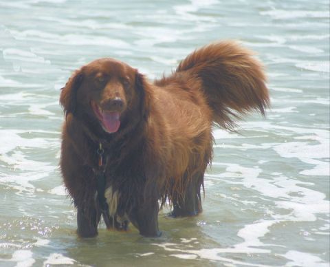 1976 Ford Ranchero - A wet, brown dog stands in the ocean, its tail held high.