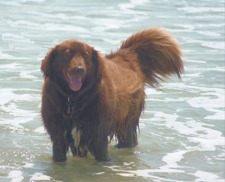 Brown dog standing in ocean water with tail up