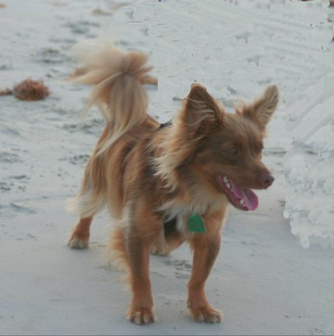 1976 Ford Ranchero - A dog enjoys a day at the beach, with sand and ice formations visible in the background.