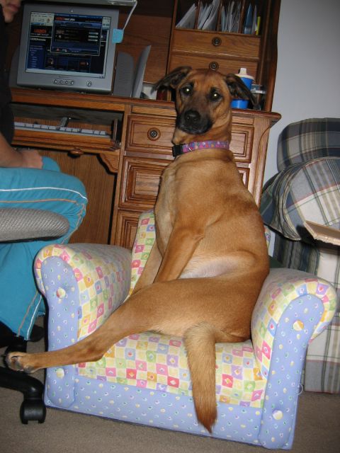 1971 Ford Ranchero - A dog relaxes in a chair while a computer screen displays information.