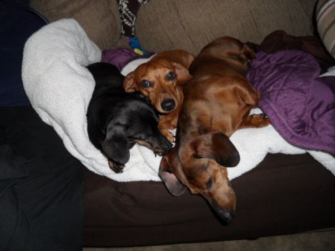 1994 Jeep Cherokee - Three dachshunds are resting comfortably on a couch, partially covered by blankets.