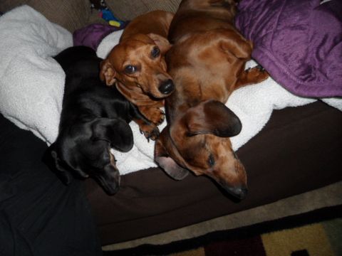 1994 Jeep Cherokee - Three dachshunds are resting comfortably on a couch, partially covered by blankets.