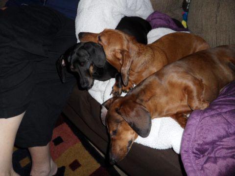 1994 Jeep Cherokee - Three dachshunds, one black and two brown, are sleeping together on a couch with blankets.