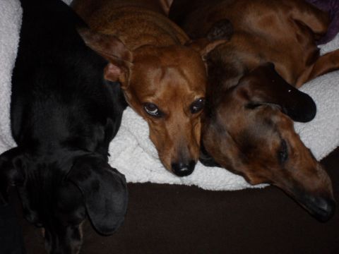 1994 Jeep Cherokee - Three dachshunds are resting together on a soft blanket.