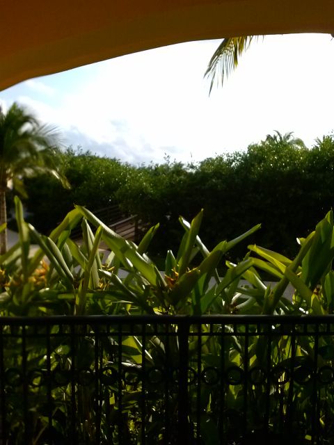 1960 Ford Falcon - A view of lush tropical foliage and a black metal fence against a bright sky, with palm fronds visible.