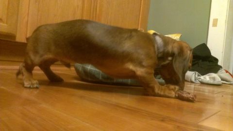 1995 Ford Bronco - A dachshund puppy is focused on chewing a bone on a wooden floor, with household items scattered around.